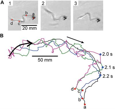 Multidimensional Self-Propelled Motion Based on Nonlinear Science